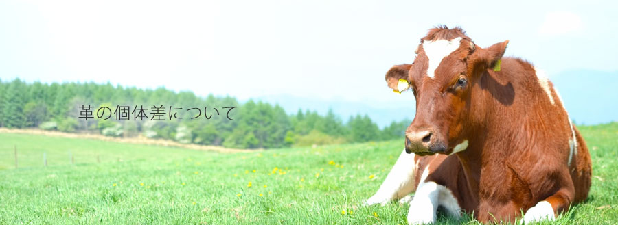革の個体差について